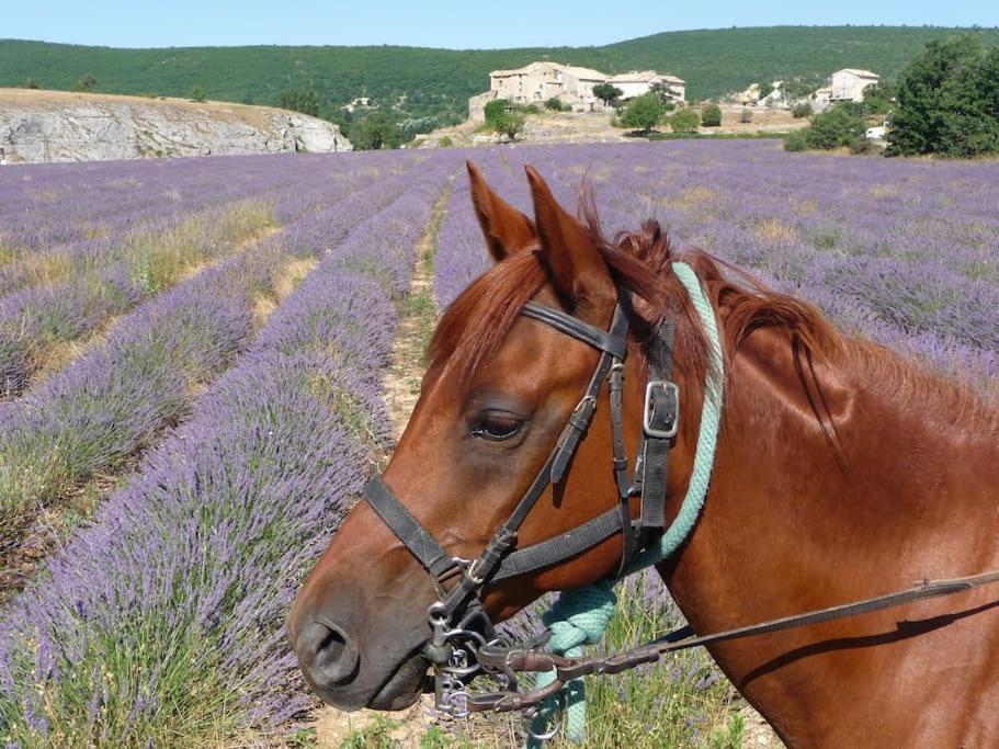Gite Les Granges Dans Ferme Provencale. 14 Pers Ongles Exterior photo
